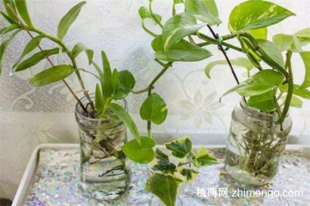 水培薄荷怎么过冬，薄荷冬季养护方法