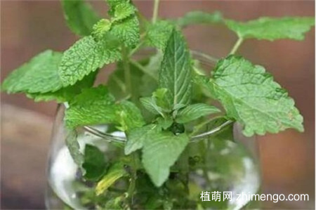 水培薄荷怎么过冬，薄荷冬季养护方法