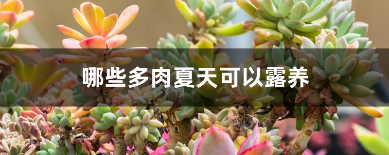 哪些多肉夏天可以露养