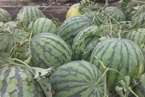 冬季种植西瓜如何育苗？