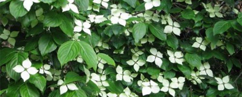 四照花养殖卡片，养四照花的注意事项