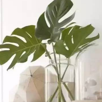 家庭种植什么植物比较好 室内吸毒植物盘点