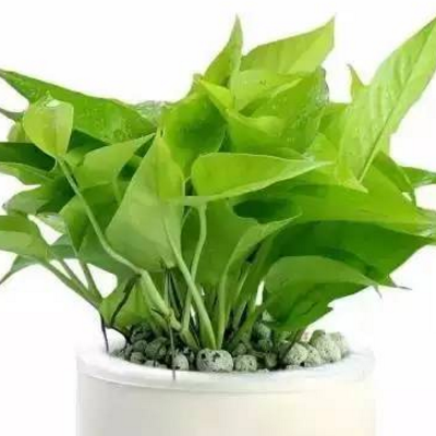 家庭种植什么植物比较好 室内吸毒植物盘点