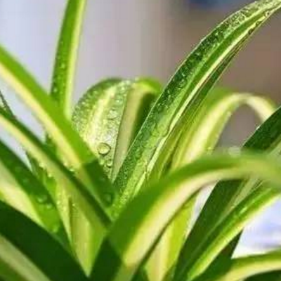 家庭种植什么植物比较好 室内吸毒植物盘点