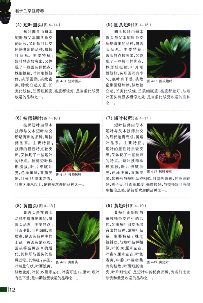 君子兰品种图片介绍