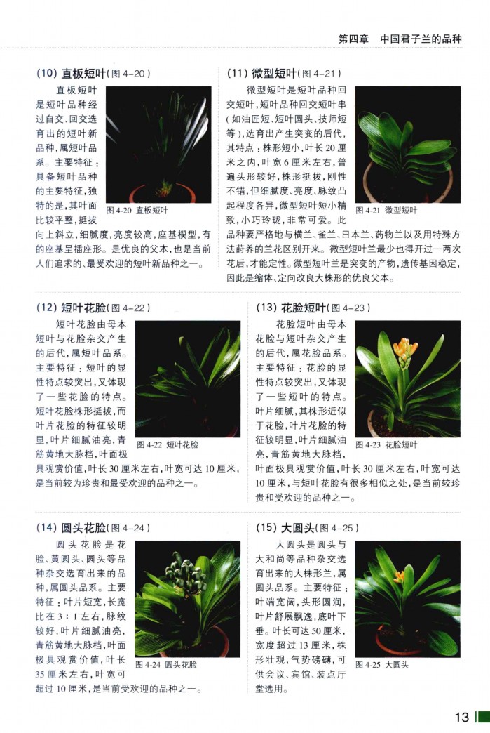 君子兰品种图片介绍