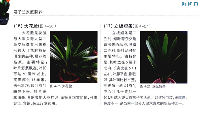 君子兰品种图片介绍