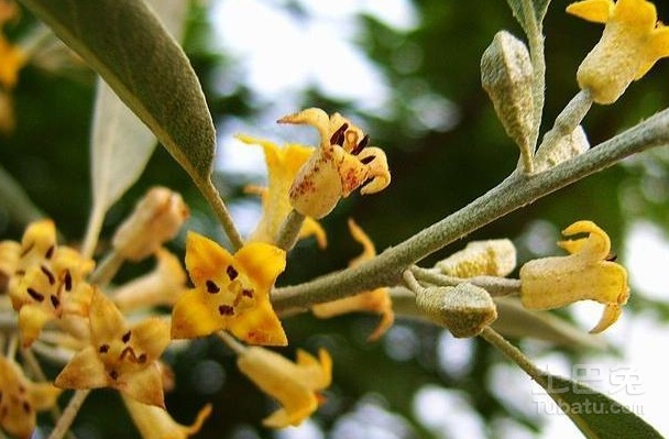 沙枣花图片和介绍