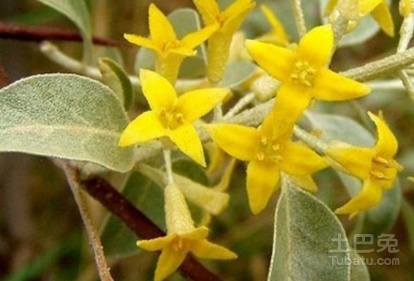 沙枣花图片和介绍