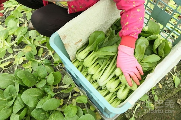 蔬菜花束图片赏析  制作方法以及意义的介绍