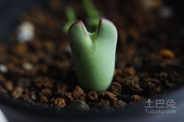 多浆植物图片 看完你心痒痒了吗？