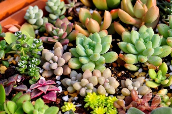多浆植物图片 看完你心痒痒了吗？