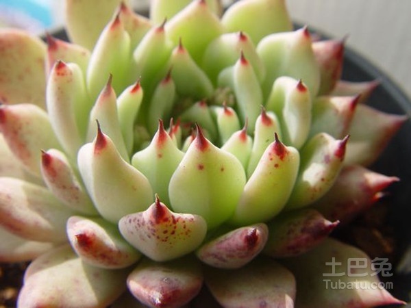 多浆植物图片 看完你心痒痒了吗？