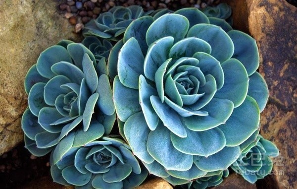 多浆植物图片 看完你心痒痒了吗？