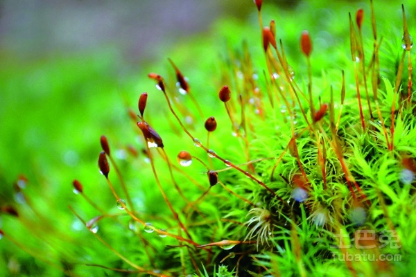 苔藓植物图片及其内容介绍