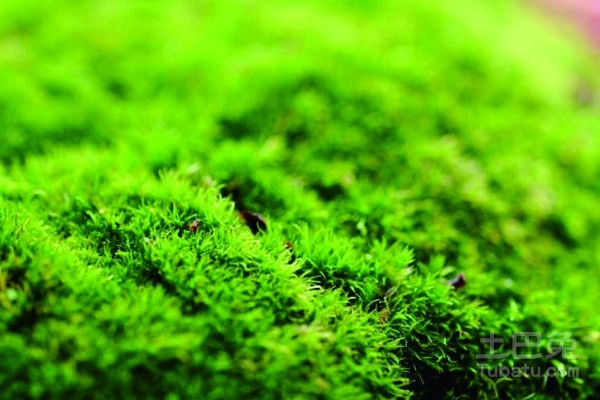 苔藓植物图片及其内容介绍