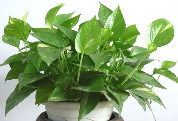 办公室绿色植物摆放 办公室绿色植物图片