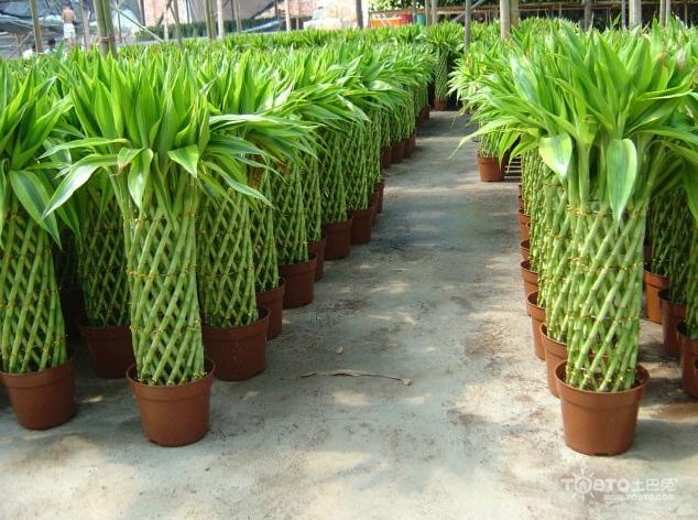 办公室绿色植物摆放 办公室绿色植物图片