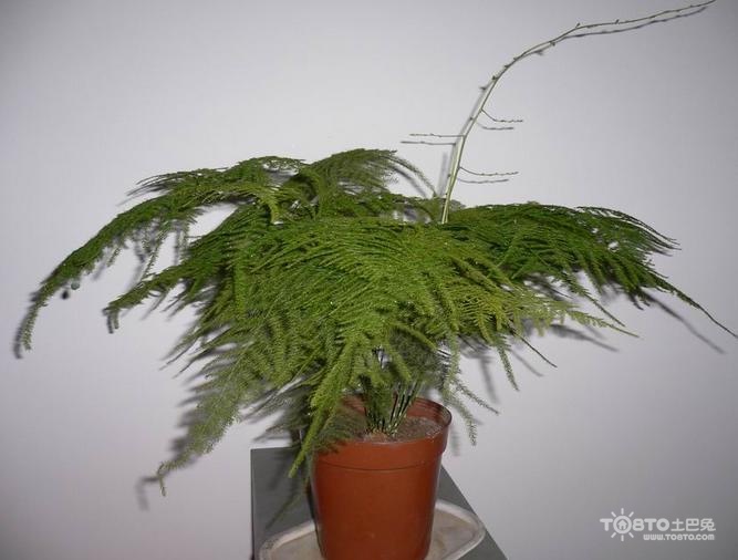 办公室绿色植物摆放 办公室绿色植物图片
