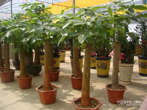 办公室绿色植物摆放 办公室绿色植物图片
