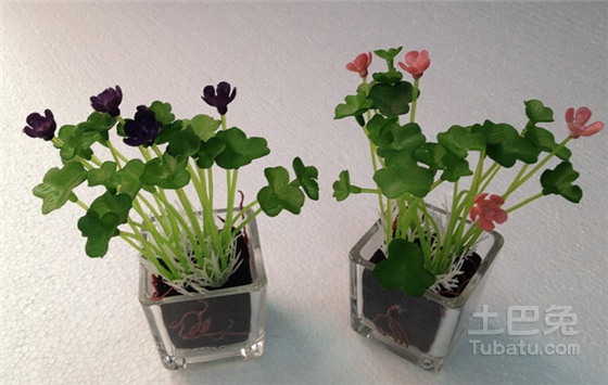 办公室绿色植物摆放 办公室绿色植物图片