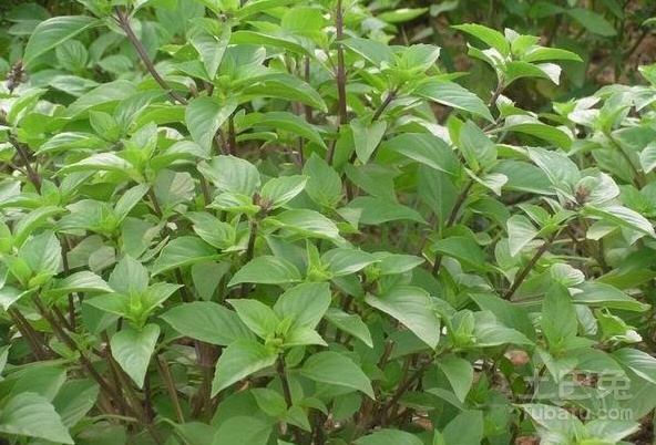 金不换植物图片及各种吃法盘点