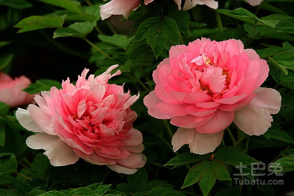 富贵花是什么花？富贵花图片欣赏