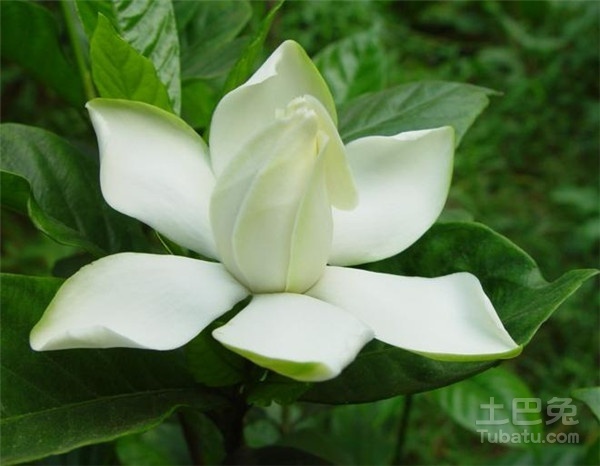 观赏栀子花图片以及相关介绍