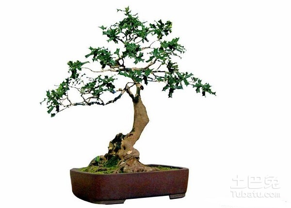 【枸骨盆景图片】什么是枸骨？
