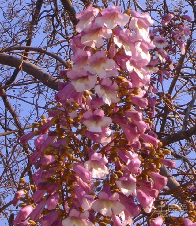 泡桐花图片 初夏做个浪漫赏花人