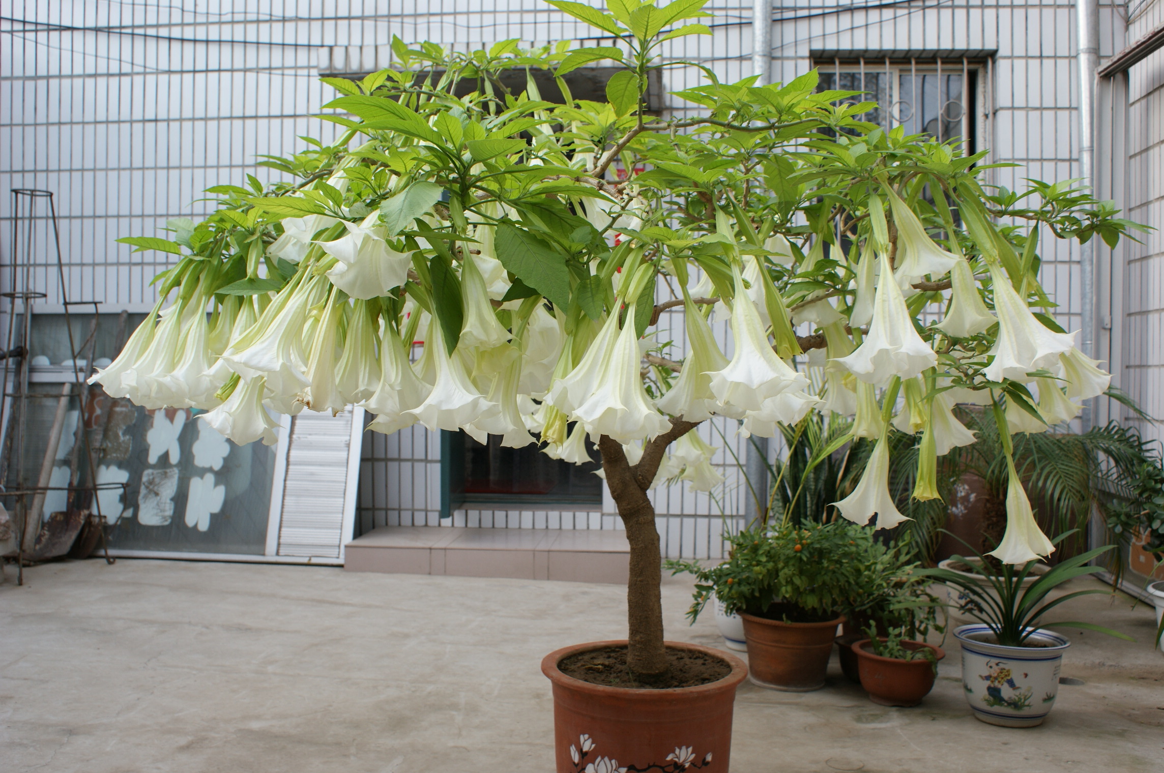 曼陀罗花图片大全 曼陀罗花图片欣赏及资料介绍