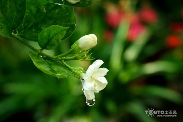 茉莉花图片大全 茉莉花图片欣赏及资料介绍