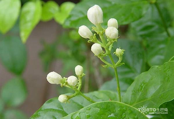 茉莉花图片大全 茉莉花图片欣赏及资料介绍