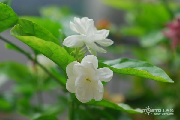 茉莉花图片大全 茉莉花图片欣赏及资料介绍
