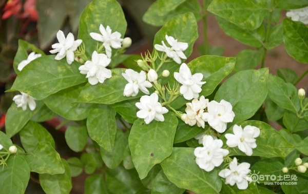 茉莉花图片大全 茉莉花图片欣赏及资料介绍