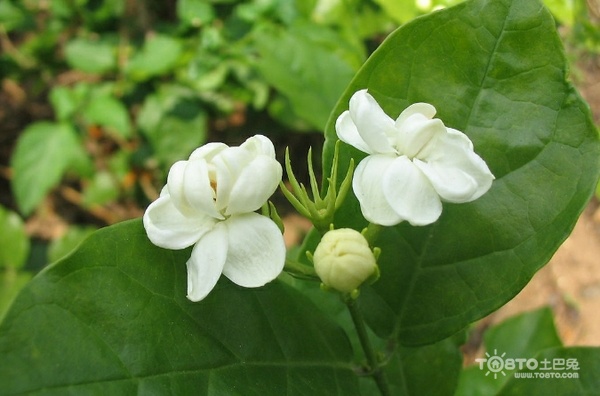 茉莉花图片大全 茉莉花图片欣赏及资料介绍