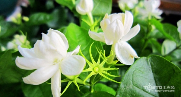 茉莉花图片大全 茉莉花图片欣赏及资料介绍