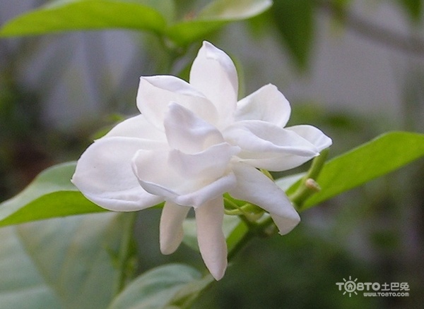 茉莉花图片大全 茉莉花图片欣赏及资料介绍