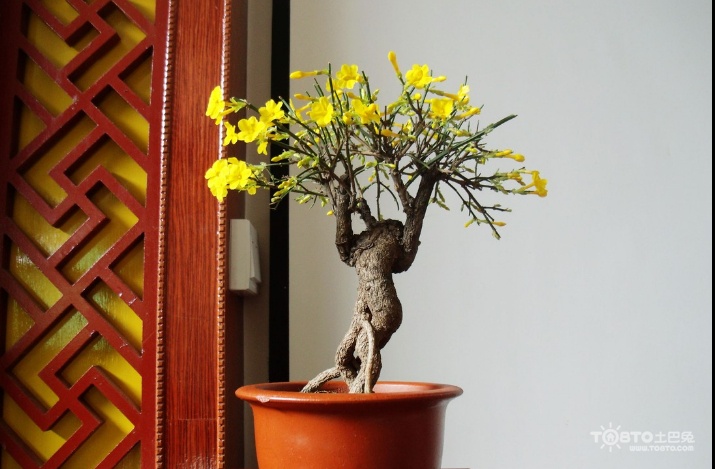 迎春花盆景制作及价格 迎春花盆景图片大全