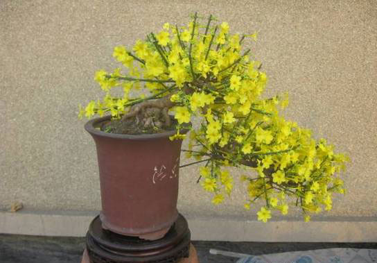 迎春花盆景制作及价格 迎春花盆景图片大全