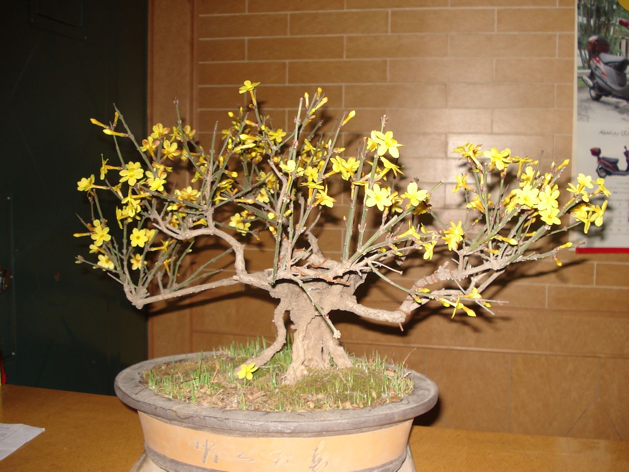 迎春花盆景制作及价格 迎春花盆景图片大全