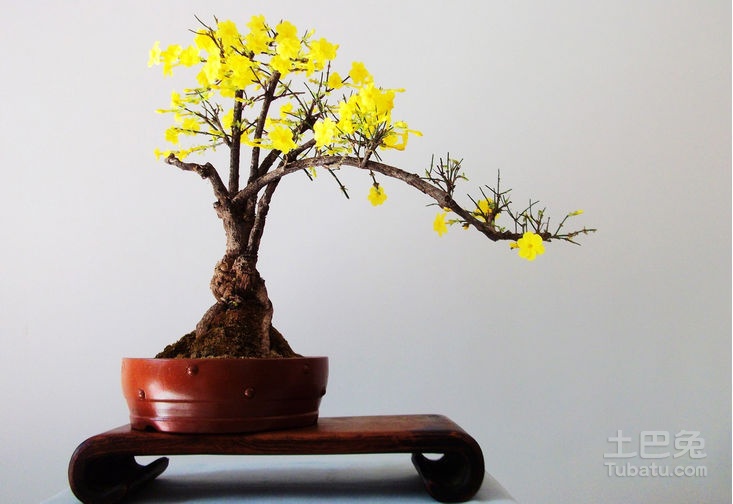 迎春花盆景制作及价格 迎春花盆景图片大全