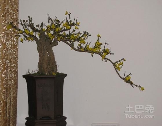 迎春花盆景制作及价格 迎春花盆景图片大全