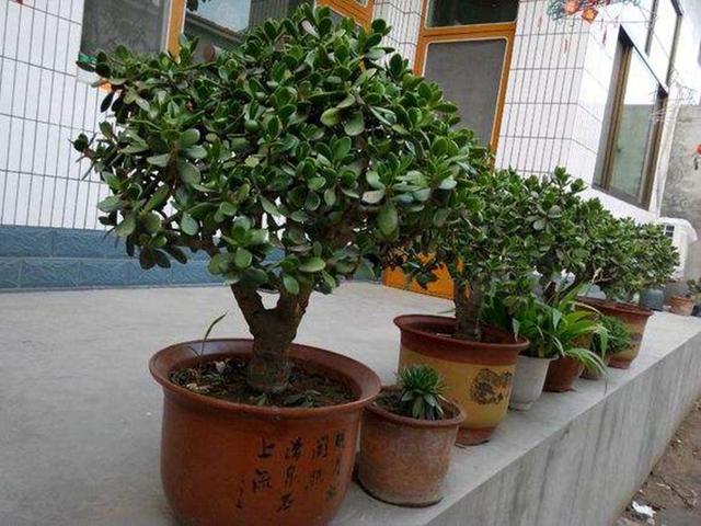 养好玉树，要选对花盆，根系“喘气”好，才能玉树临风，开满鲜花