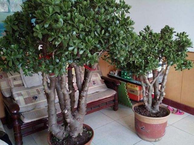 养好玉树，要选对花盆，根系“喘气”好，才能玉树临风，开满鲜花