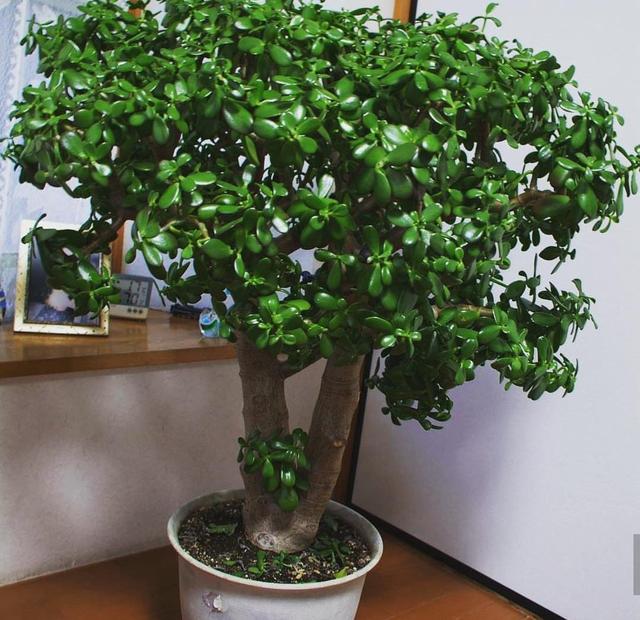 养好玉树，要选对花盆，根系“喘气”好，才能玉树临风，开满鲜花