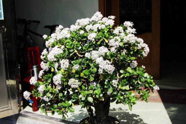 养好玉树，要选对花盆，根系“喘气”好，才能玉树临风，开满鲜花