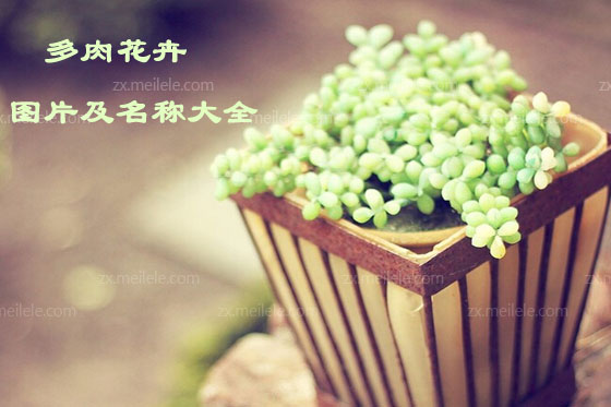 多肉花卉图片及名称大全