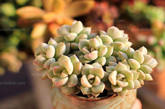 多肉花卉图片及名称大全