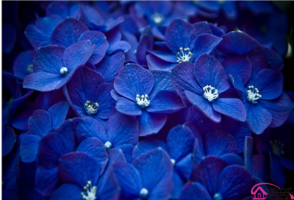 海棠花图片欣赏 海棠花图片赏析